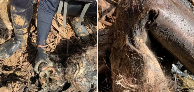 Bangkai Orangutan Tapanuli Ditemukan di Tumpukan Kayu Banjir