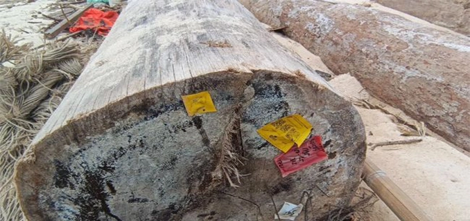 Kayu Gelondongan Terdampar di Lampung Serta Label Kemenhut