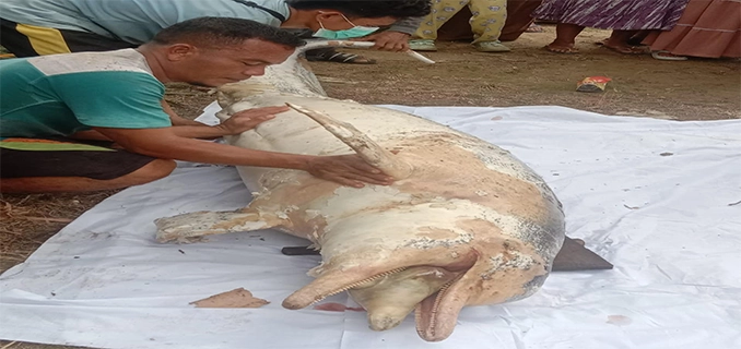 Lumba-lumba 2.4 Meter Mati di Sungai Rokan Hulu Viral di Medsos