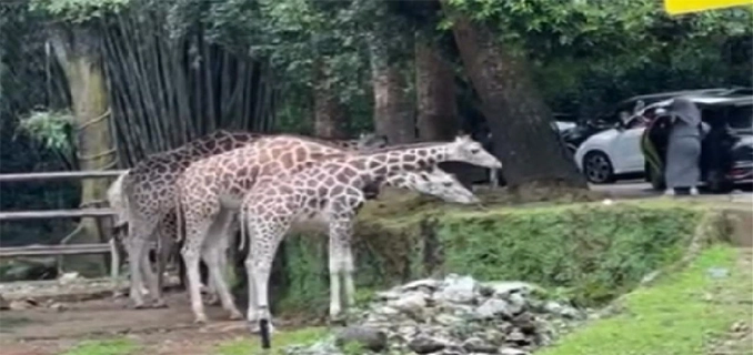 Pengunjung Taman Safari Bogor Keluar Mobil Area Satwa Dikecam